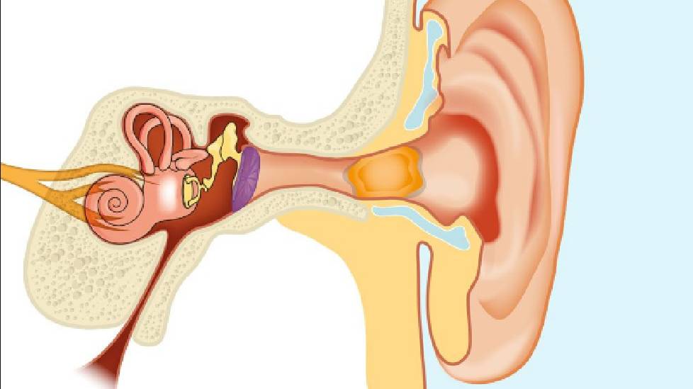Có gì bên trong tai người?