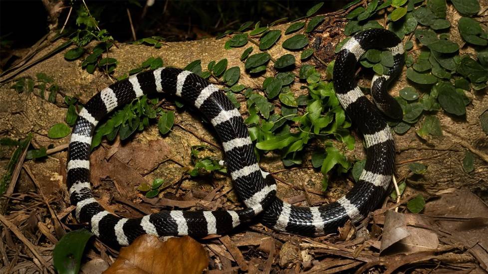 Loài rắn độc nhất Trung Quốc: Hổ mang chúa cũng phải khiếp sợ