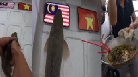 Cá 'tiên tri' bị om dưa sau khi dự đoán Malaysia thắng Việt Nam