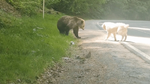 Kinh ngạc cảnh chó đối đầu gấu để bảo vệ chủ