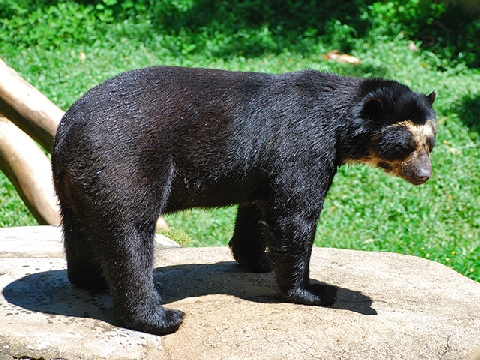 Loài gấu độc lạ có khứu giác nhạy bén gấp 2.000 lần con người