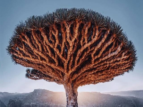 Những loài cây kỳ lạ nhất thế giới