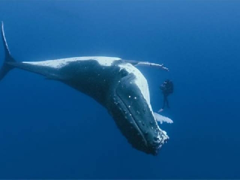 Cá voi đầu cong - loài sinh vật siêu tuổi thọ
