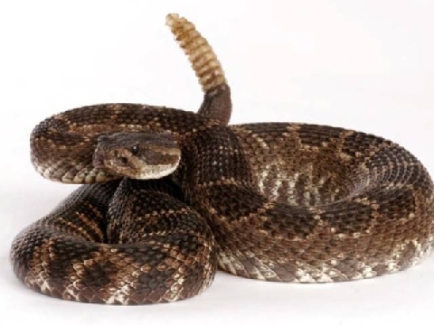 Tại sao rắn chuông phát ra âm thanh từ đuôi?