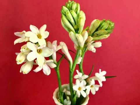 Ý nghĩa đặc biệt của hoa huệ trắng khi cắm trên bàn thờ ngày Tết