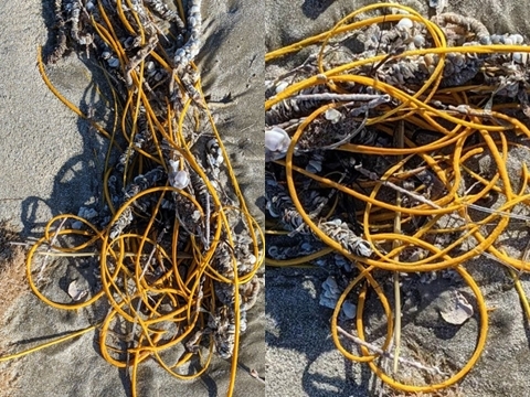 Cuộn dây thừng” trên bãi biển thực ra là một sinh vật kỳ lạ