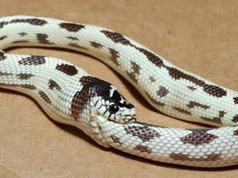 Giải mã hiện tượng kinh dị: Động vật tự ăn chính mình