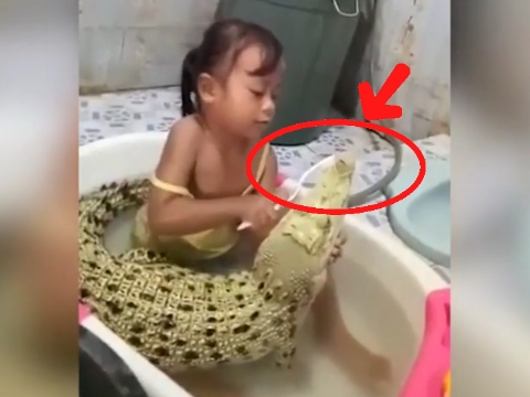 Rùng mình với clip bé gái ngồi đánh răng cho cá sấu