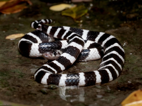 Loài rắn độc nhất Trung Quốc: Hổ mang chúa cũng phải khiếp sợ