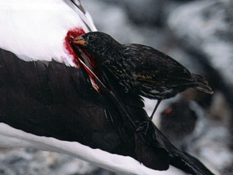 5 "quái vật" ma cà rồng có thật ngoài tự nhiên